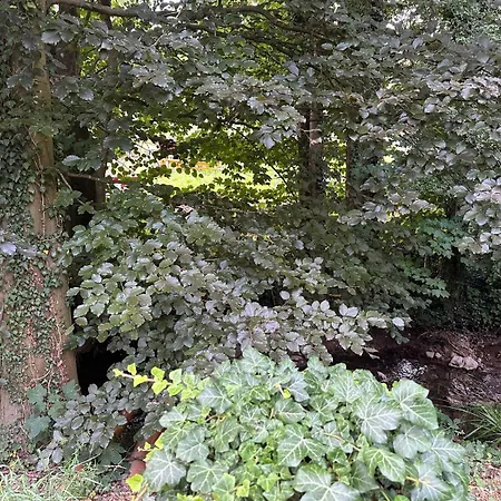 Wellness Queen شقة *